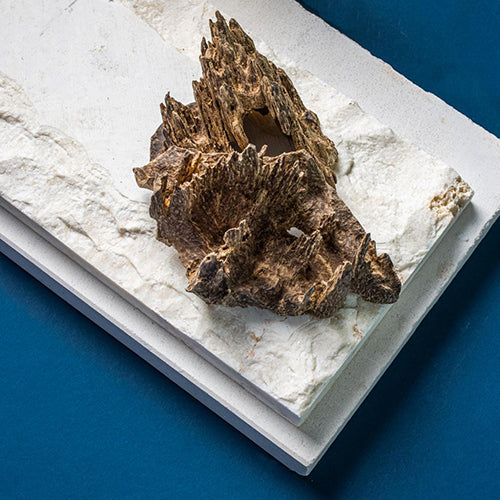 براشين – تايلاند